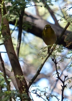 Japanese White-eye